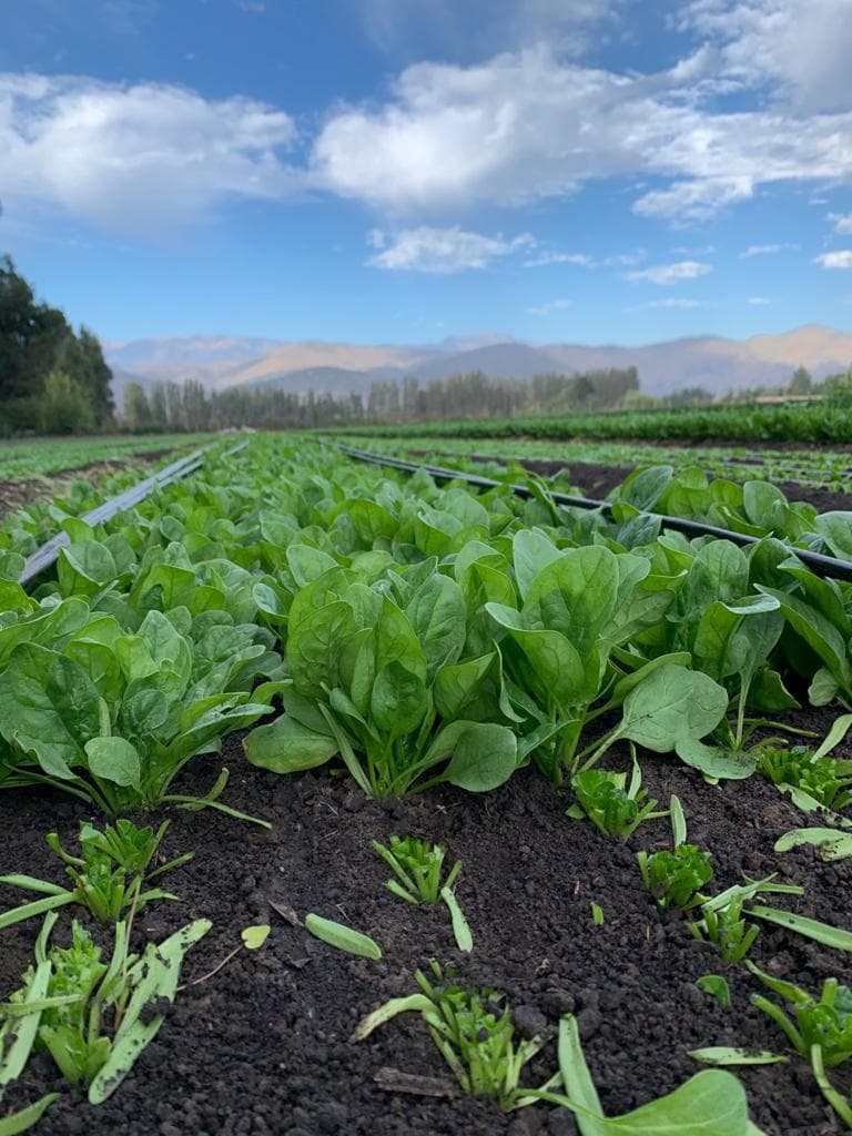 Campo y productores de Agrícola BE