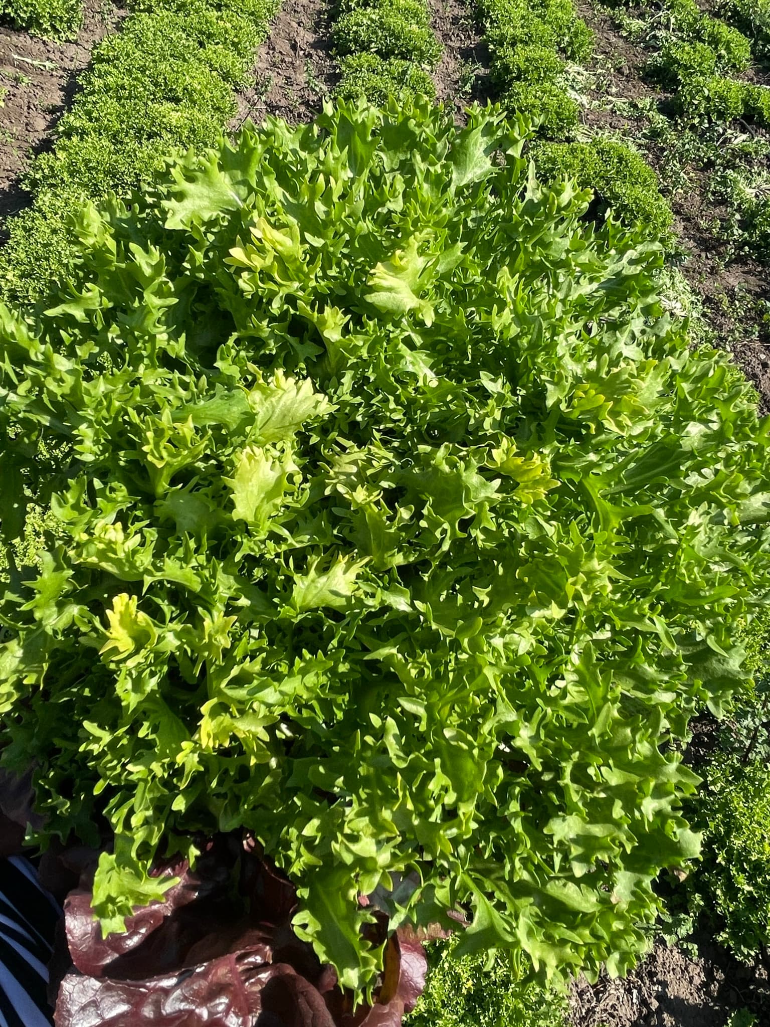 Lechuga Salanova Crispy (Verde)