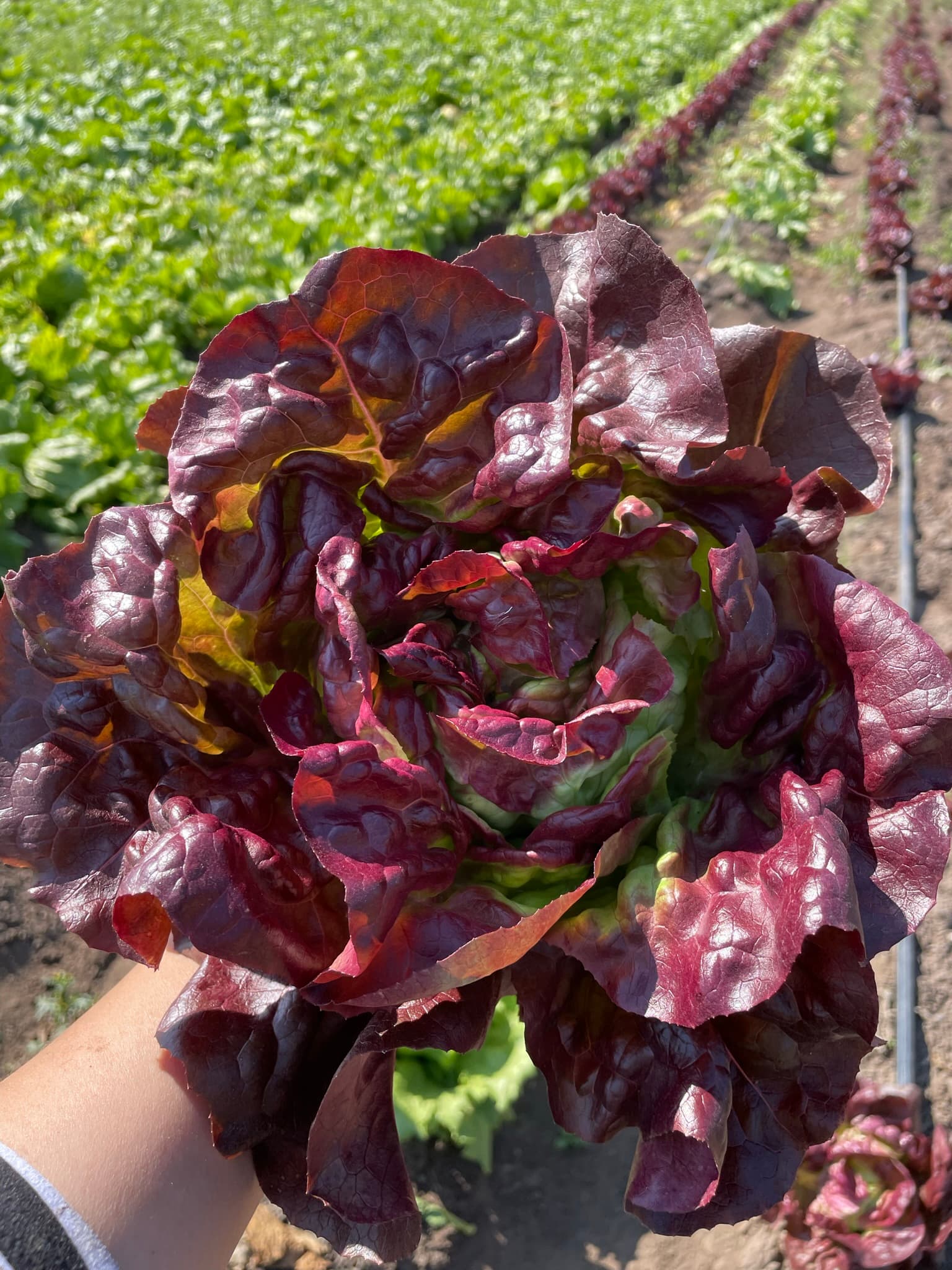 Lechuga Española (Roja)