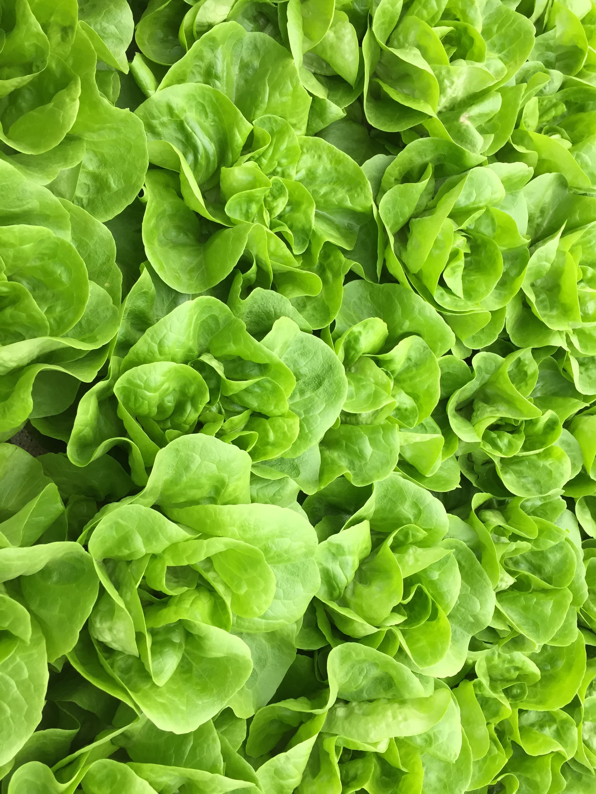 Lechuga Española (Verde)