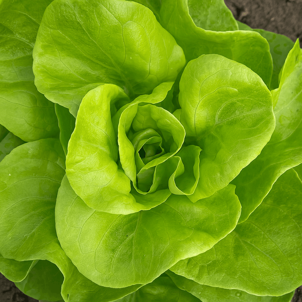 Lechuga Salanova Lisa